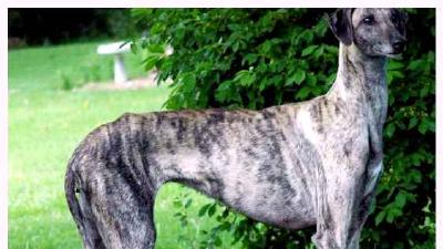 Слюги — всё о собаке