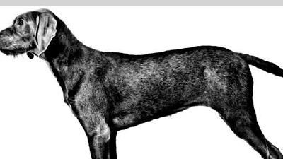 Словацкая грубошёрстная легавая — всё о собаке
