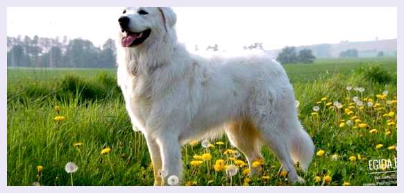 Словацкий чувач - всё о собаке