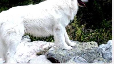 Словацкий чувач — всё о собаке