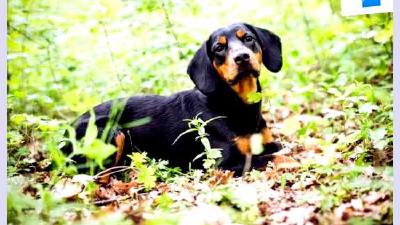 Словацкий копов — всё о собаке