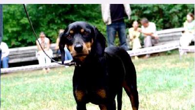 Смоландская гончая — всё о собаке