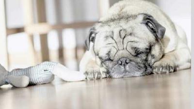 Снятся ли собакам сны и какие