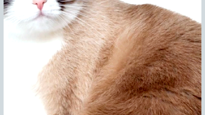 Сноу-шу — всё о кошках