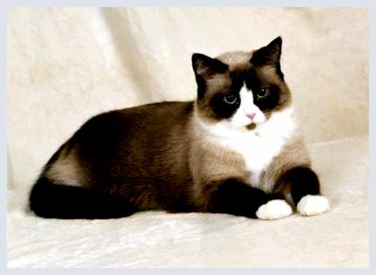 Сноу-шу - всё о кошках уход         Сноу-шу - это