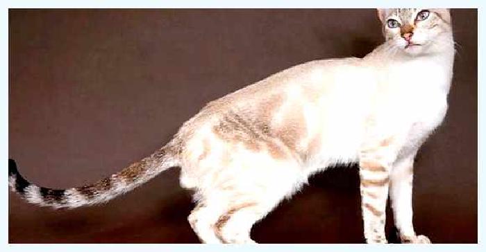 Сококе — всё о кошках