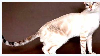 Сококе — всё о кошках