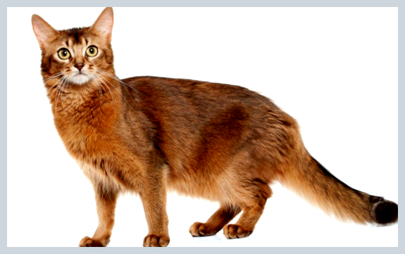 Сомалийская кошка - всё о кошках особенности            Сомалийская кошка     обладает активным