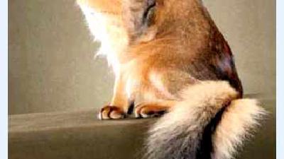 Сомалийская кошка — всё о кошках