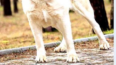 Среднеазиатская овчарка — всё о собаке