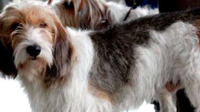 Средний вандейский гриффон — всё о собаке