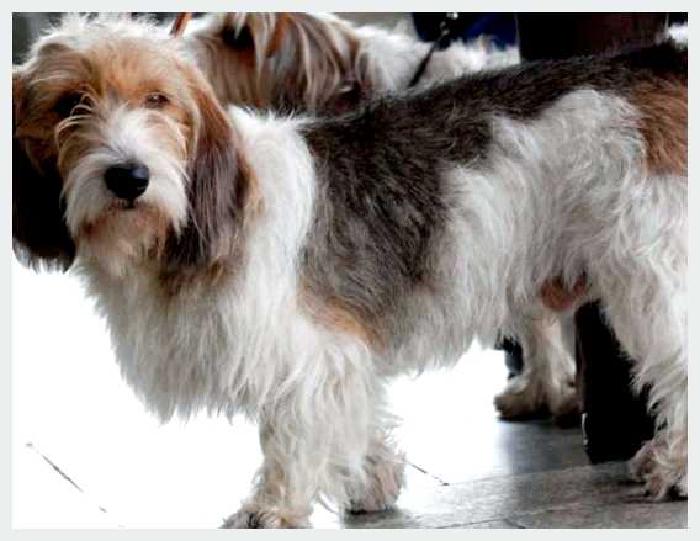 Средний вандейский гриффон — всё о собаке