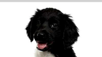 Стабихун — всё о собаке