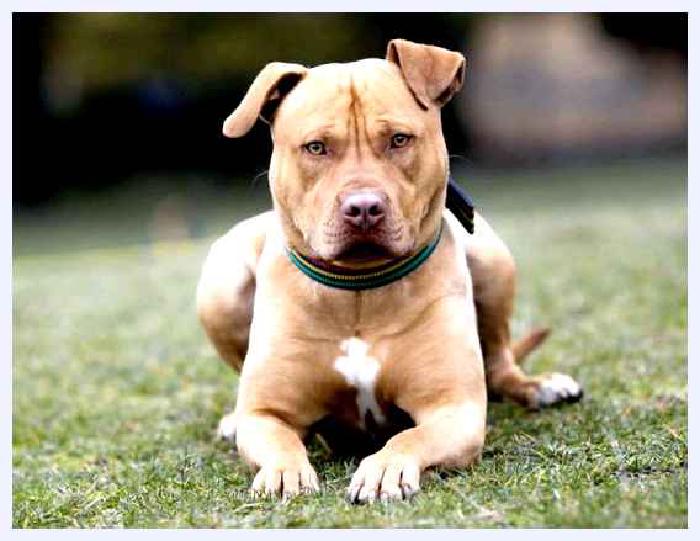 Стаффордширский бультерьер — всё о собаке