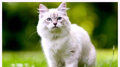 Старение кошек как изменяется уход и питание с возрастом