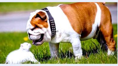 Староанглийский бульдог — всё о собаке