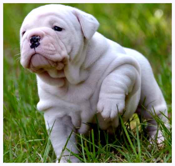 Староанглийский бульдог (заново созданный) - всё о собаке Уход за шерстью                 Староанглийский бульдог