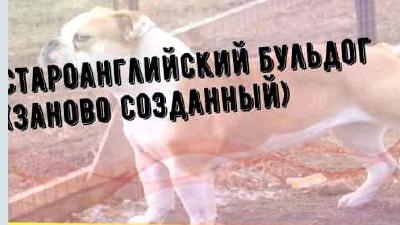 Староанглийский бульдог (заново созданный) — всё о собаке