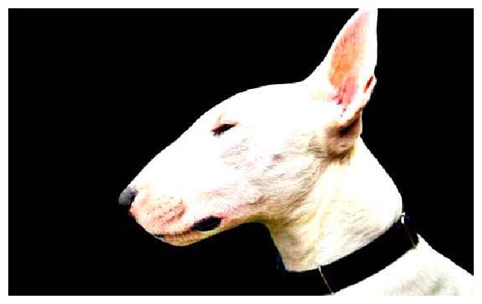 Староанглийский терьер — всё о собаке