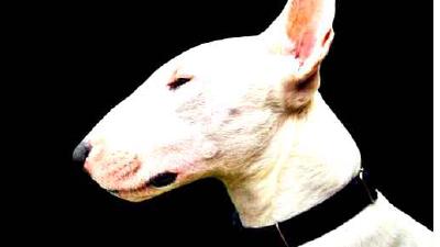 Староанглийский терьер — всё о собаке