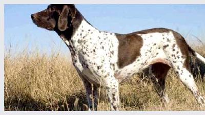 Стародатский пойнтер — всё о собаке