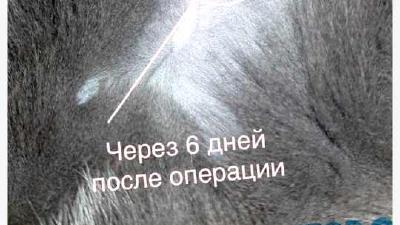 Стерилизация и кастрация кошек за и против подготовка и уход после процедуры