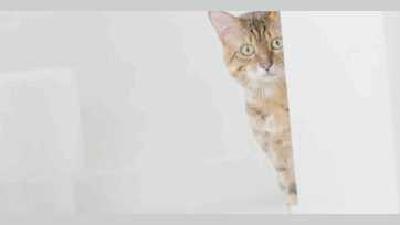 Стерилизация и кастрация польза мифы и реальность