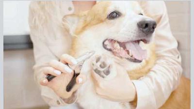 Стрижка когтей собаке 4 этапа домашней процедуры