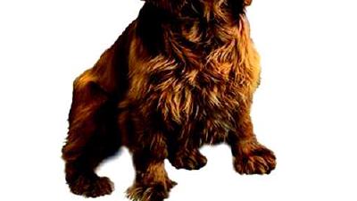 Суссекс-спаниель — всё о собаке