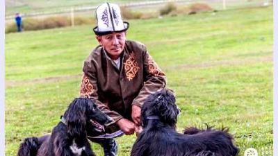 Тайган (порода собак) — всё о собаке