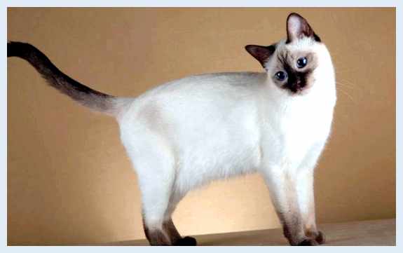 Тайская кошка - всё о кошках Питание Питание Тайской кошки