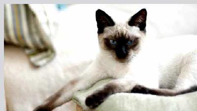 Тайская кошка — всё о кошках