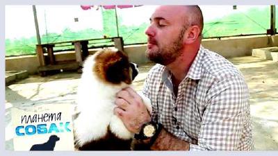 Тайский бангку — всё о собаке