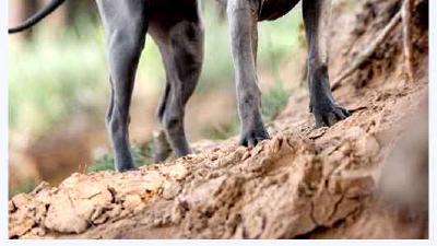 Тайский риджбек — всё о собаке