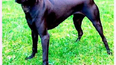 Тайваньская собака — всё о собаке