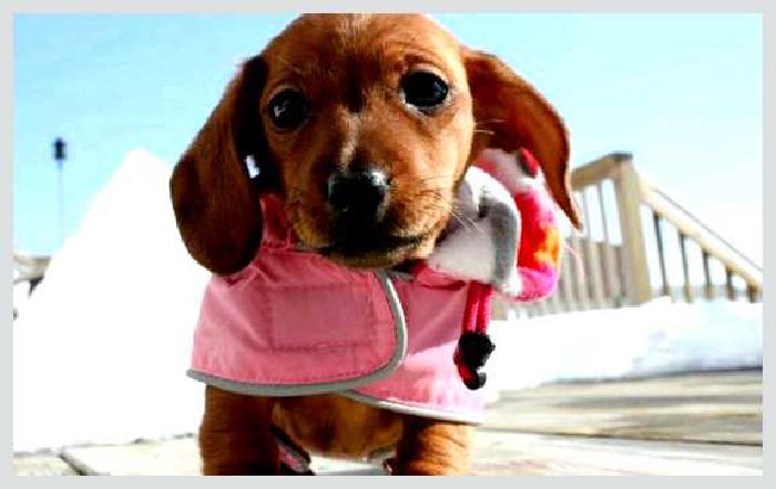 Такса — всё о собаке