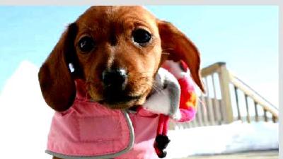 Такса — всё о собаке