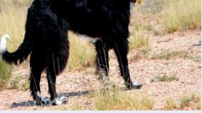 Тазы (порода собак) — всё о собаке
