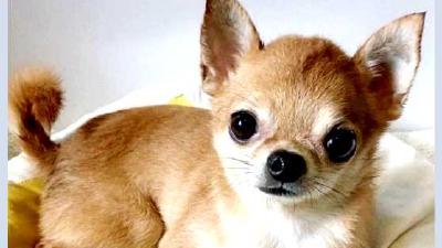 Течичи — всё о собаке