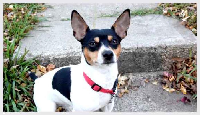 Тедди-рузвельт-терьер — всё о собаке