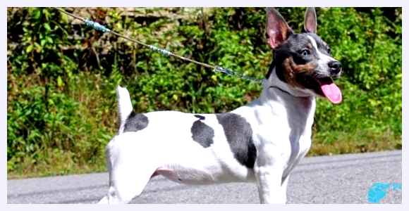 Тедди-рузвельт-терьер - всё о собаке Шерсть         Тедди-рузвельт-терьеры