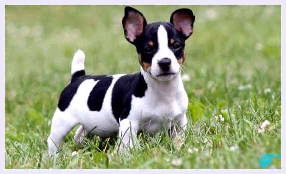 Тедди-рузвельт-терьер - всё о собаке примерно 20-30 см          Ожидаемая