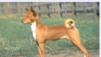 Теломиан — всё о собаке