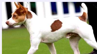 Тентерфилд-терьер — всё о собаке