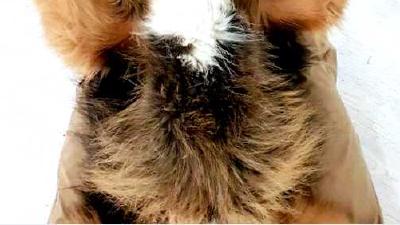 Тибетский мастиф — всё о собаке