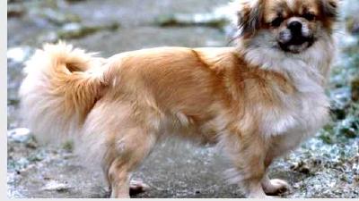 Тибетский спаниель — всё о собаке