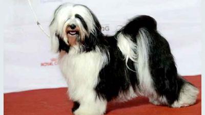 Тибетский терьер — всё о собаке