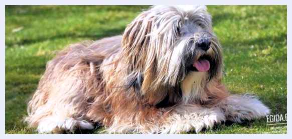 Тибетский терьер - всё о собаке 14 кг Тибетский терьер