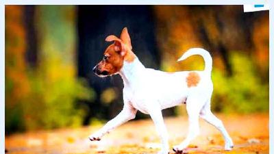 Той-фокстерьер — всё о собаке