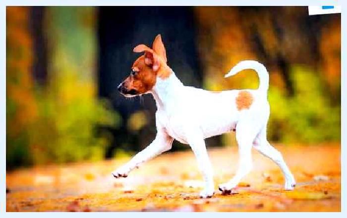 Той-фокстерьер — всё о собаке